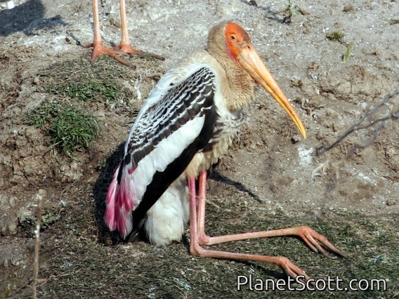 Painted Stork (Mycteria leucocephala)