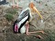 Painted Stork (Mycteria leucocephala)