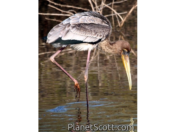 Painted Stork (Mycteria leucocephala) Juvenile