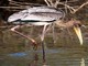 Painted Stork (Mycteria leucocephala) Juvenile