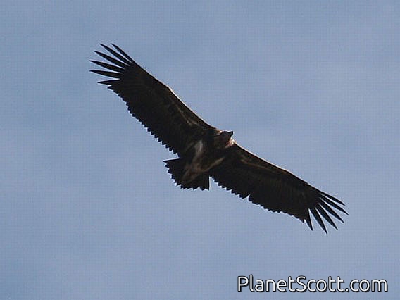 Red-headed Vulture (Sarcogyps calvus)