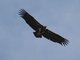 Red-headed Vulture (Sarcogyps calvus)