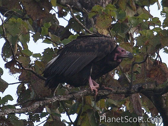 Red-headed Vulture (Sarcogyps calvus)