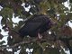 Red-headed Vulture (Sarcogyps calvus)
