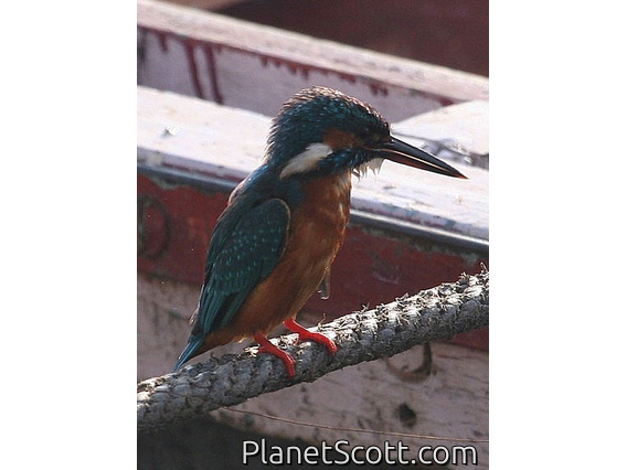 Common Kingfisher (Alcedo atthis)