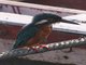 Common Kingfisher (Alcedo atthis)