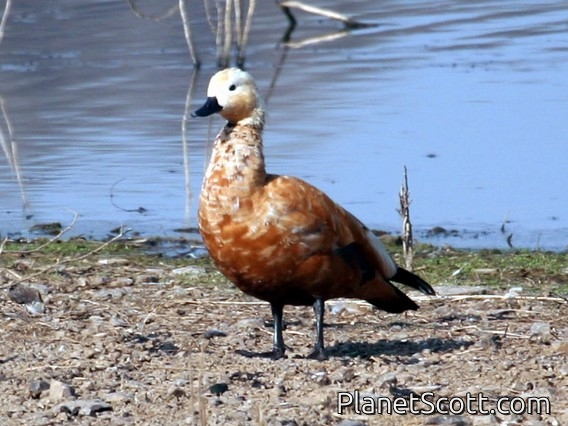 Ruddy Shelduck (Tadorna ferruginea) Juvenile