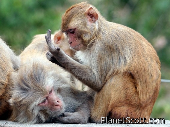 rhesus monkey (Macaca mulatta)