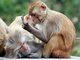 rhesus monkey (Macaca mulatta)
