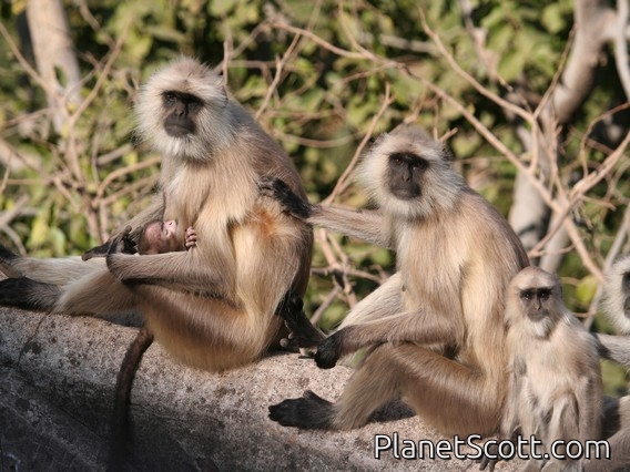 Hanuman langur (Semnopithecus entellus)