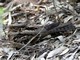 Large-tailed Nightjar (Caprimulgus macrurus) 