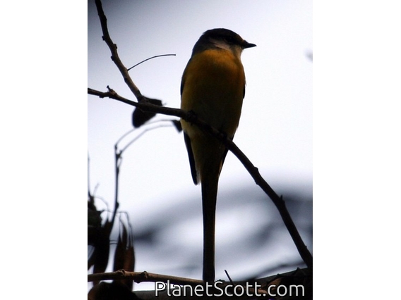 Long-tailed Minivet (Pericrocotus ethologus) Female