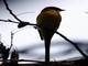 Long-tailed Minivet (Pericrocotus ethologus) Female