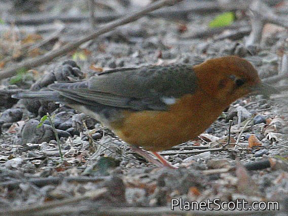 Orange-headed Thrush (Zoothera citrina)