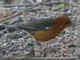 Orange-headed Thrush (Zoothera citrina) 