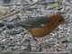 Orange-headed Thrush (Zoothera citrina)