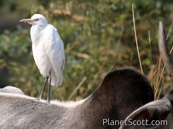 Eastern Cattle Egret (Bubulcus coromandus)