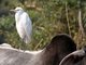 Eastern Cattle Egret (Bubulcus coromandus)