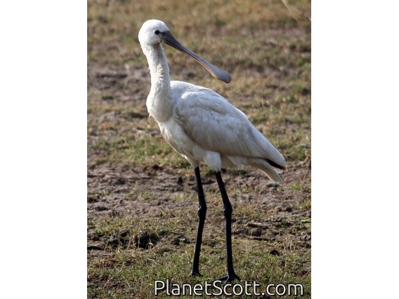 Eurasian Spoonbill (Platalea leucorodia)