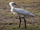 Eurasian Spoonbill (Platalea leucorodia) 
