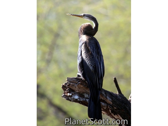 Oriental Darter (Anhinga melanogaster) Sitting