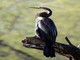 Oriental Darter (Anhinga melanogaster) Sitting