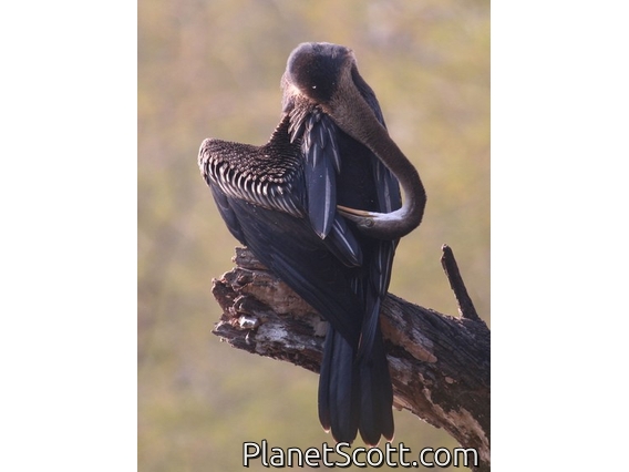 Oriental Darter (Anhinga melanogaster) Grooming