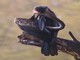 Oriental Darter (Anhinga melanogaster) Grooming