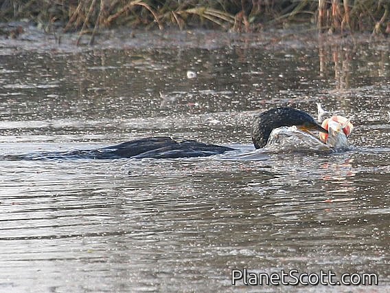Oriental Darter (Anhinga melanogaster) Eating