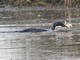 Oriental Darter (Anhinga melanogaster) Eating