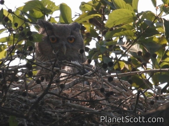 Dusky Eagle-Owl (Bubo coromandus)