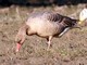 Greylag Goose (Anser anser) 