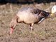 Greylag Goose (Anser anser)