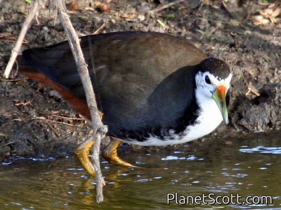 White-breasted Waterhen (Amaurornis phoenicurus)