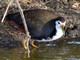 White-breasted Waterhen (Amaurornis phoenicurus) 