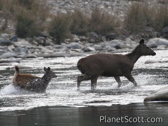 sambar (Cervus unicolor)
