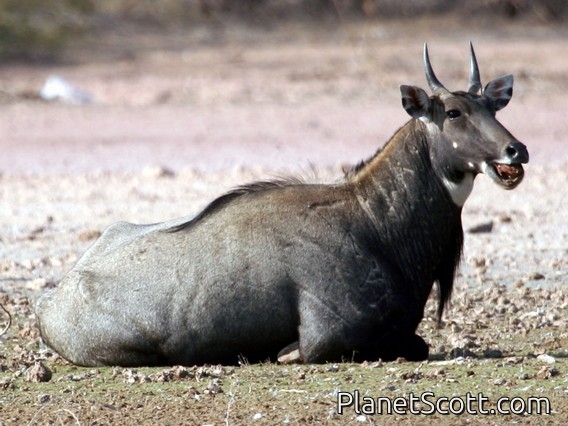 nilgai (Boselaphus tragocamelus) Male