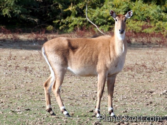 nilgai (Boselaphus tragocamelus) Female