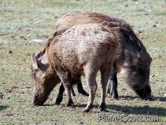 wild boar (Sus scrofa) 