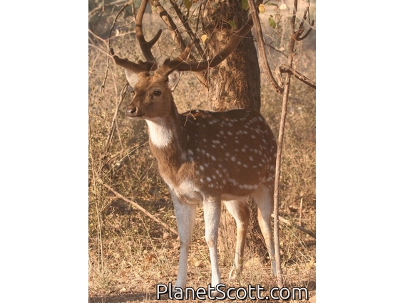 chital (Axis axis) Male