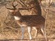 chital (Axis axis) Male