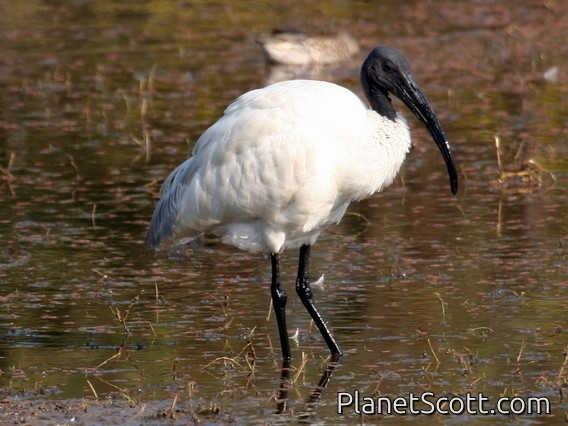 Black-headed Ibis (Threskiornis melanocephalus)