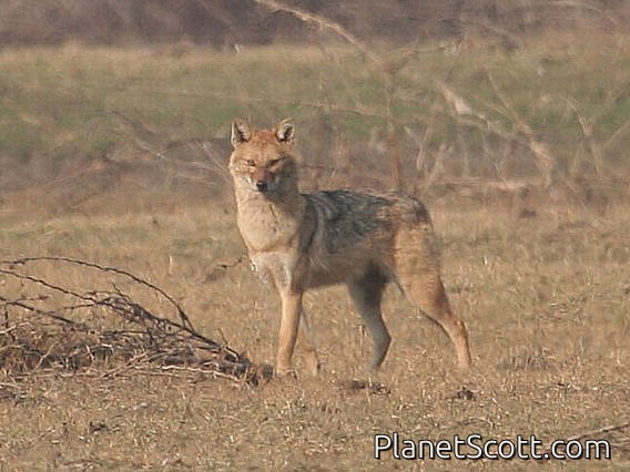 golden jackal (Canis aureus)