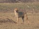golden jackal (Canis aureus) 