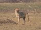 golden jackal (Canis aureus)