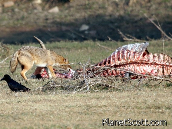 golden jackal (Canis aureus)