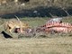 golden jackal (Canis aureus) 