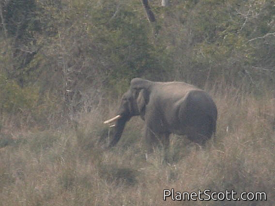 Asiatic elephant (Elephas maximus) Male