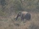 Asiatic elephant (Elephas maximus) Male