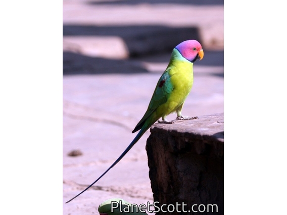 Plum-headed Parakeet (Psittacula cyanocephala) Male